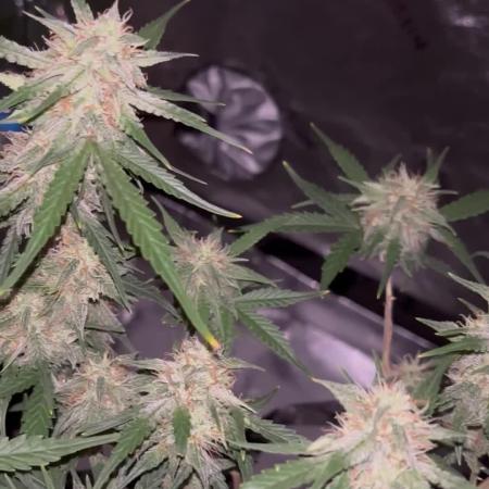 Pineapple Express FASTBUDS