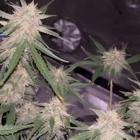 Pineapple Express FASTBUDS