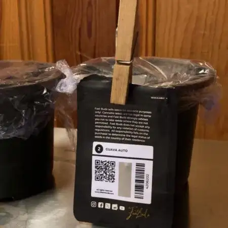 420 Fastbuds Autoflowers