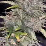 420 Fastbuds Autoflowers