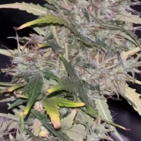 420 Fastbuds Autoflowers