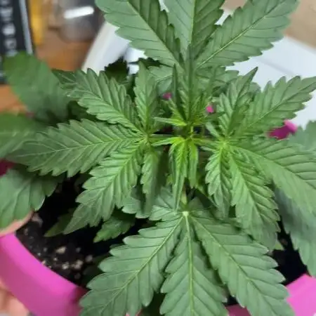 420 Fastbuds Autoflowers