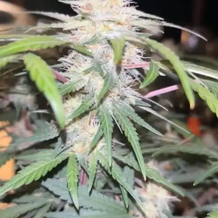 Frostbanger Auto