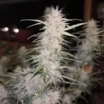 Papaya cookies auto flower :)
