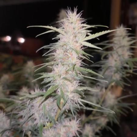 Papaya cookies auto flower :)
