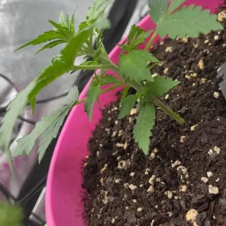 420 Fastbuds Autoflowers