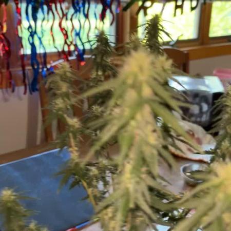420 Fastbuds Autoflowers