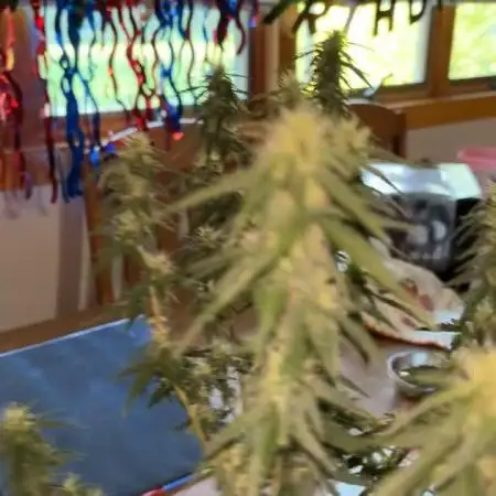 420 Fastbuds Autoflowers