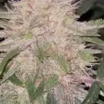 Frostbanger Auto