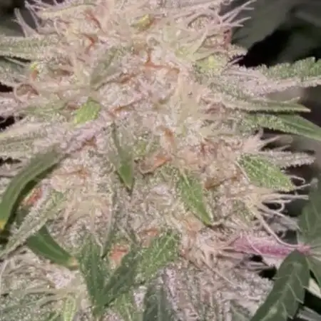 Frostbanger Auto