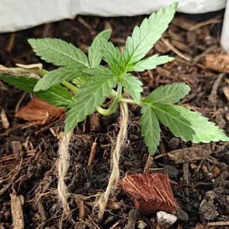 erster Grow am Fenster