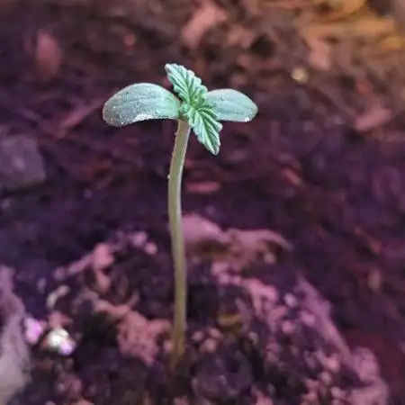 erster Grow am Fenster
