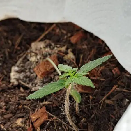 erster Grow am Fenster