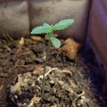erster Grow am Fenster