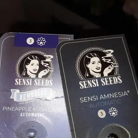 Amnesia Auto - S.S.
