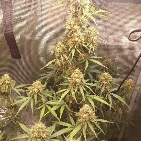 Northern Lights Auto Zamnesia