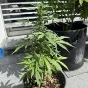 Spliff's Auto Neville's Haze Outdoor GER