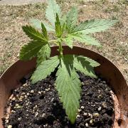 Delicious Seeds' Neville's Rose Auto OD