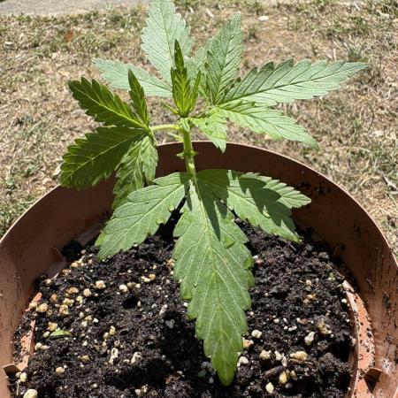 Delicious Seeds' Neville's Rose Auto OD