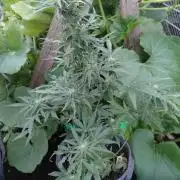 RQS' Milky Way F1 Outdoor Leftovers