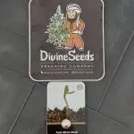 Divine Seeds Auto Moon Rock