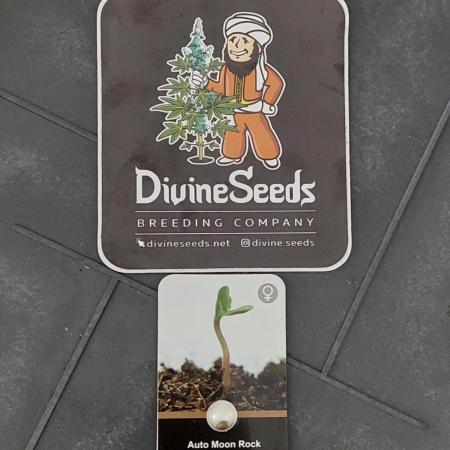 Divine Seeds Auto Moon Rock