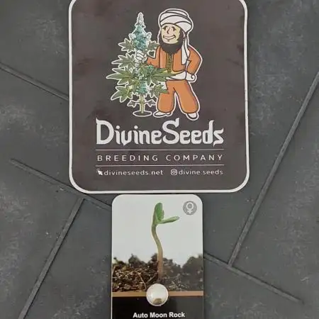 Divine Seeds Auto Moon Rock