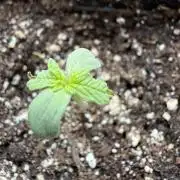 Spliff's Auto Neville's Haze Outdoor GER