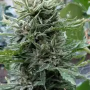 Spliff's Neville's Haze Auto Outdoor run