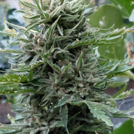 Spliff's Neville's Haze Auto Outdoor run