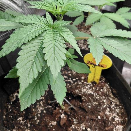 Original Sensible's Zingatsu