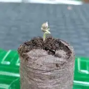 Delicious Seeds' Neville's Rose Auto OD