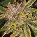 Divine Seeds Auto Moon Rock