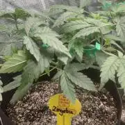 Original Sensible's Zingatsu