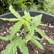 Spliff's Auto Neville's Haze Outdoor GER