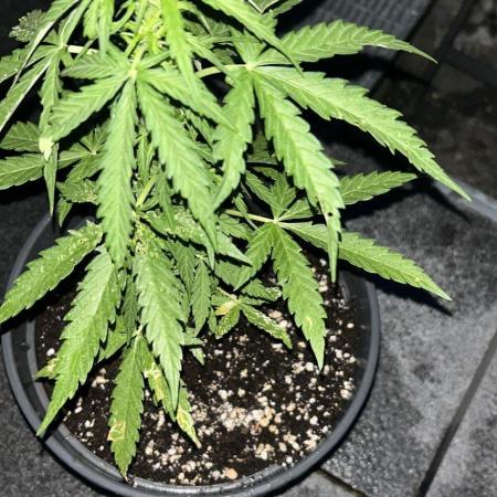 Spliff's Auto Neville's Haze Outdoor GER