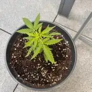 Spliff's Auto Neville's Haze Outdoor GER