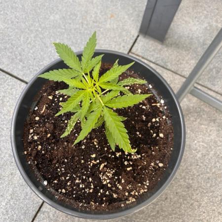 Spliff's Auto Neville's Haze Outdoor GER