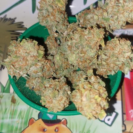 Divine Seeds Auto Black Opium