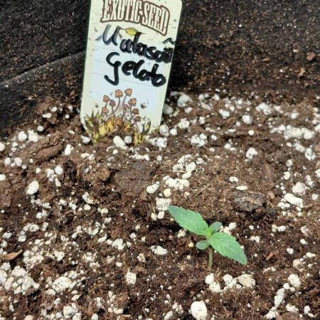 Exotic Seed's Malasaña Gelato