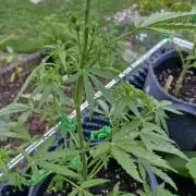 RQS' Milky Way F1 Outdoor Leftovers