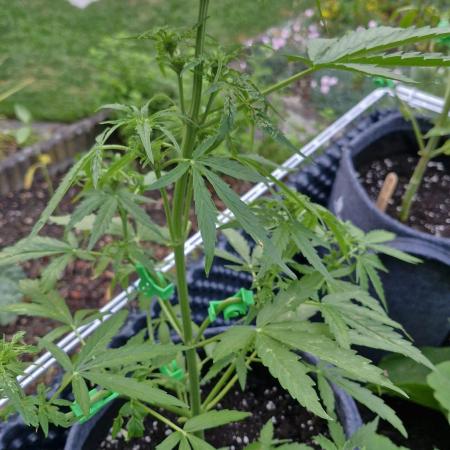 RQS' Milky Way F1 Outdoor Leftovers