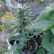 Spliff's Neville's Haze Auto Outdoor run