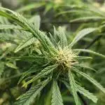 Divine Seeds Auto Black Opium