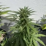 Spliff's Auto Neville's Haze Outdoor GER