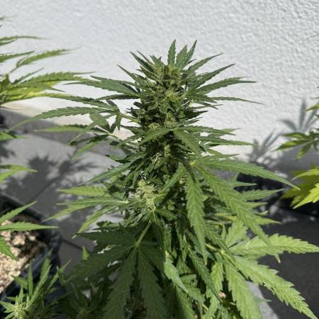 Spliff's Auto Neville's Haze Outdoor GER