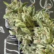 Spliff's Auto Neville's Haze Outdoor GER