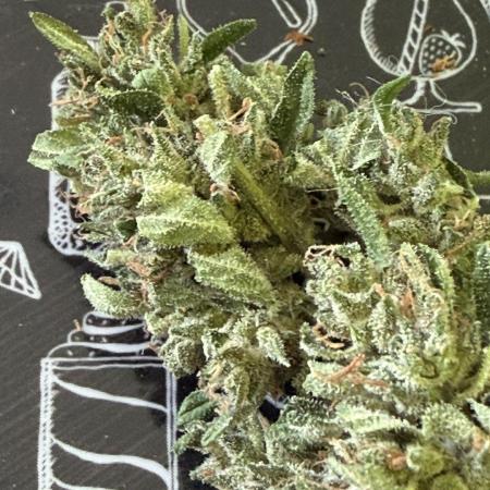 Spliff's Auto Neville's Haze Outdoor GER