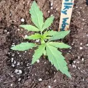 RQS' Milky Way F1 Outdoor Leftovers
