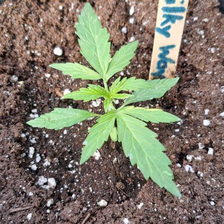 RQS' Milky Way F1 Outdoor Leftovers